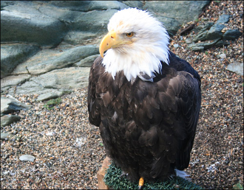 흰 머리 독수리, Juneau Raptor Center에서 